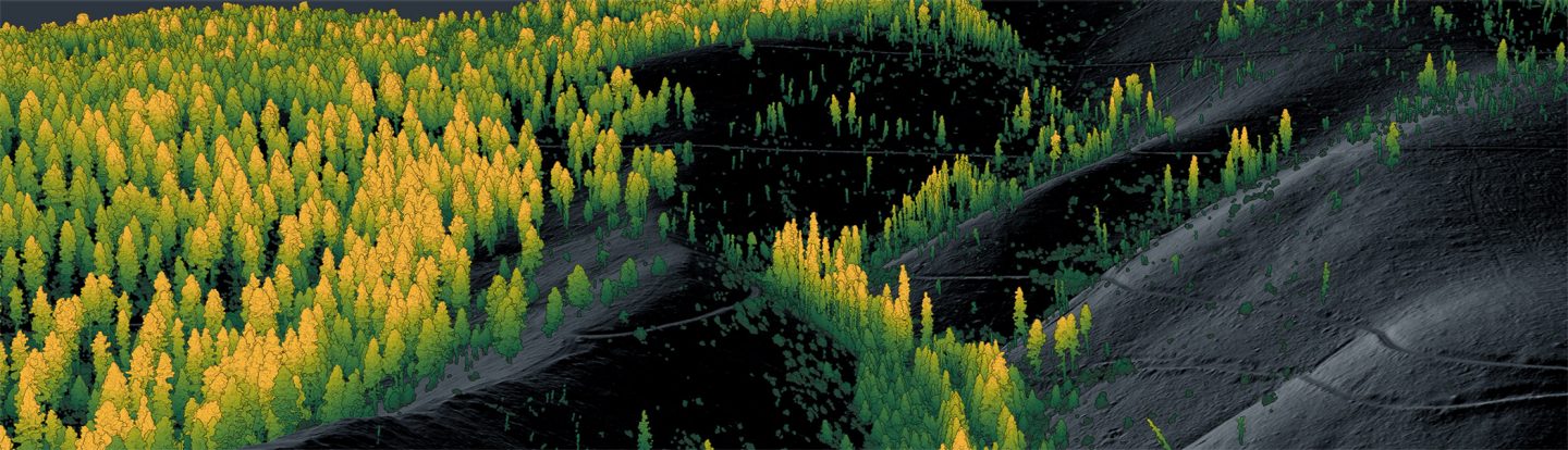 Barr Geospatial forest